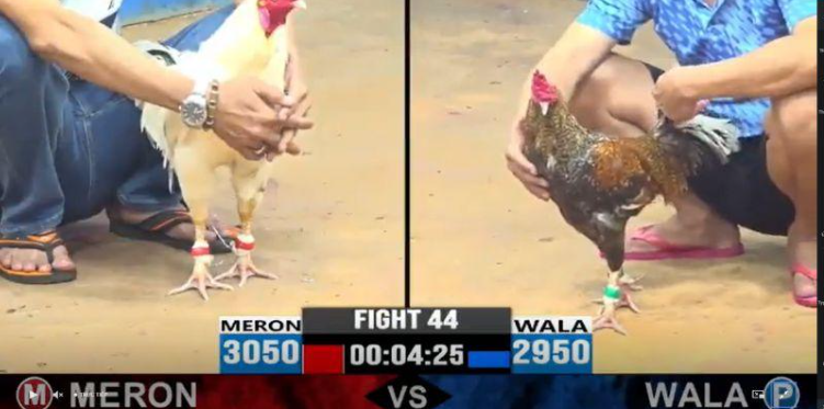 Những thế mạnh thu hút người chơi của đá gà Helo88 Những thế mạnh thu hút người chơi của đá gà Helo88